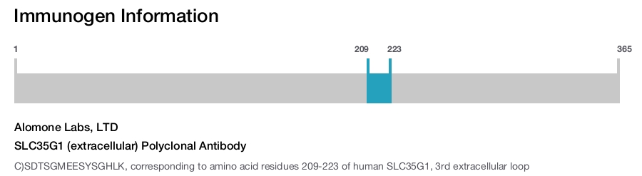 SLC35G1 (extracellular) Polyclonal Antibody