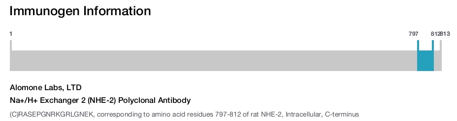 Na+/H+ Exchanger 2 (NHE-2) Polyclonal Antibody