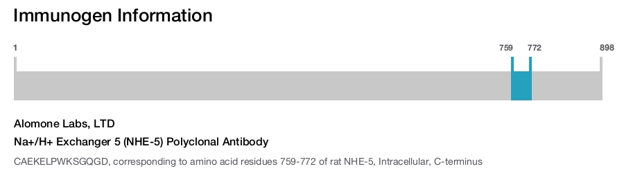 Na+/H+ Exchanger 5 (NHE-5) Polyclonal Antibody