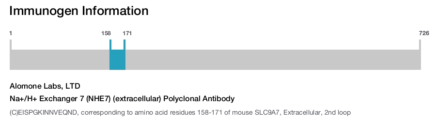 Na+/H+ Exchanger 7 (NHE7) (extracellular) Polyclonal Antibody