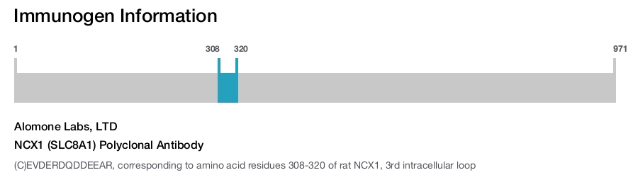 NCX1 (SLC8A1) Polyclonal Antibody