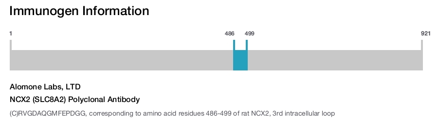NCX2 (SLC8A2) Polyclonal Antibody