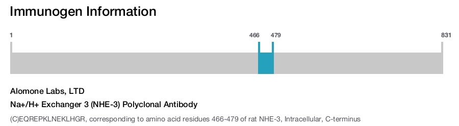 Na+/H+ Exchanger 3 (NHE-3) Polyclonal Antibody