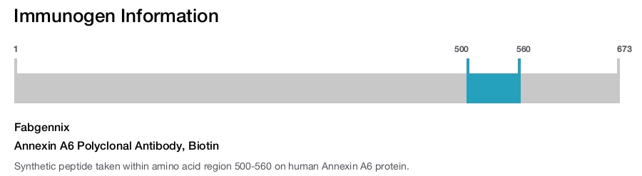 Annexin A6 Polyclonal Antibody, Biotin