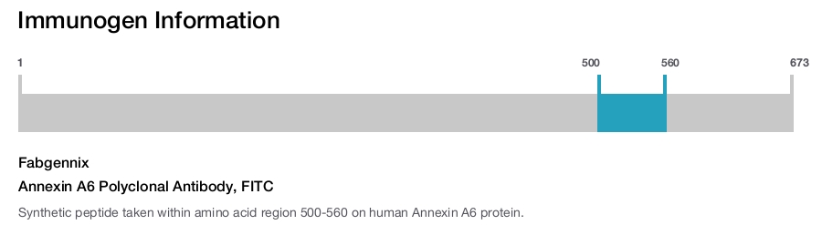 Annexin A6 Polyclonal Antibody, FITC