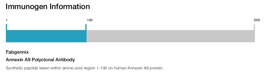 Annexin A9 Polyclonal Antibody