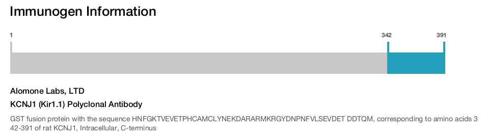 KCNJ1 (Kir1.1) Polyclonal Antibody