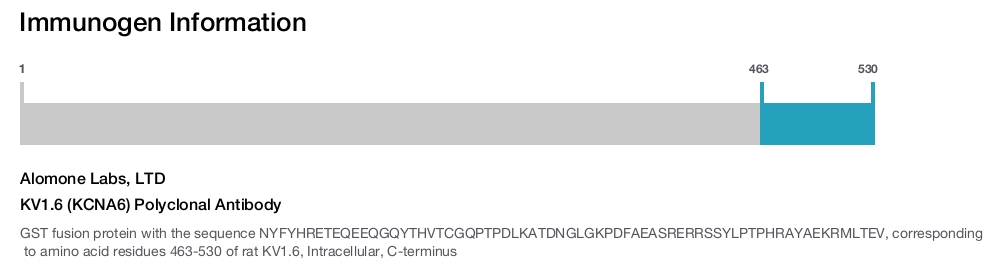 KV1.6 (KCNA6) Polyclonal Antibody