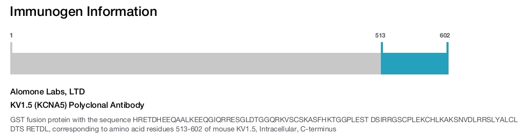 KV1.5 (KCNA5) Polyclonal Antibody
