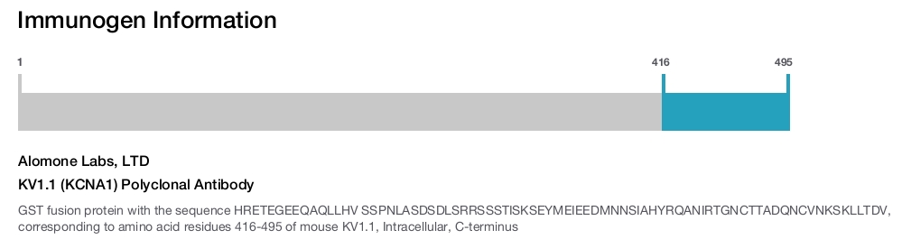 KV1.1 (KCNA1) Polyclonal Antibody