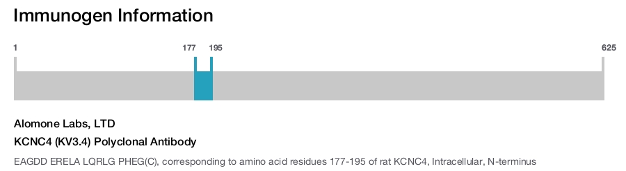 KCNC4 (KV3.4) Polyclonal Antibody