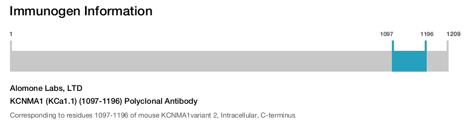 KCNMA1 (KCa1.1) (1097-1196) Polyclonal Antibody