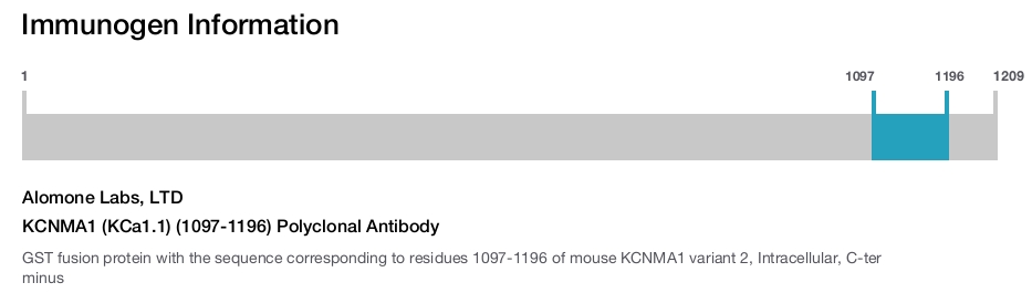KCNMA1 (KCa1.1) (1097-1196) Polyclonal Antibody