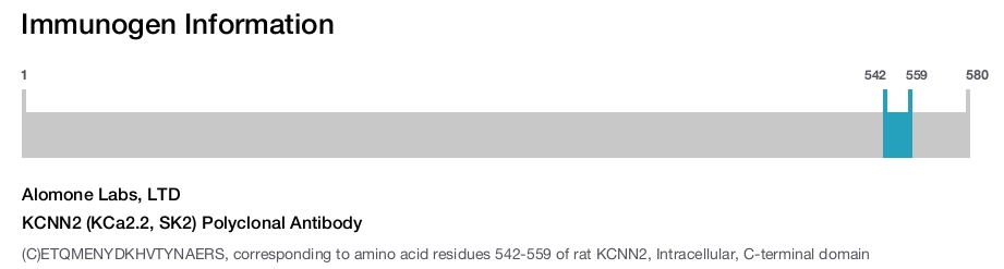 KCNN2 (KCa2.2, SK2) Polyclonal Antibody