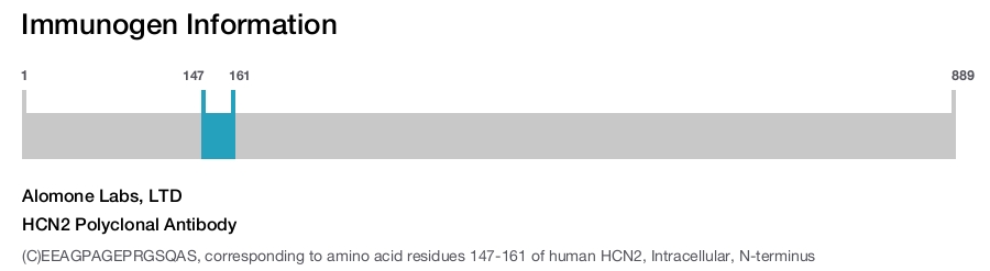 HCN2 Polyclonal Antibody