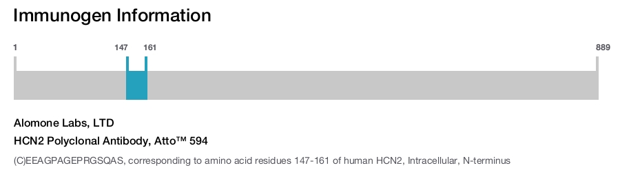 HCN2 Polyclonal Antibody, Atto™ 594