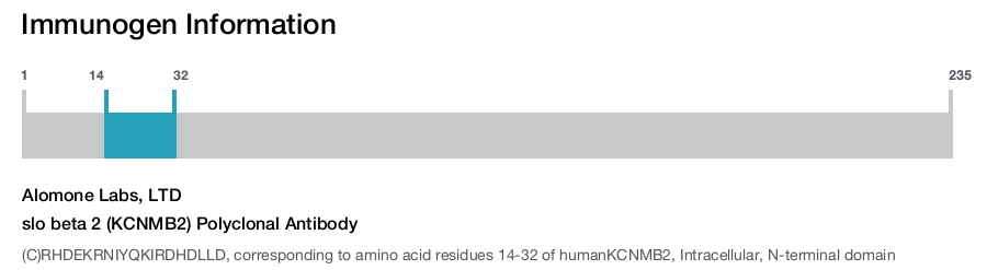 slo beta 2 (KCNMB2) Polyclonal Antibody