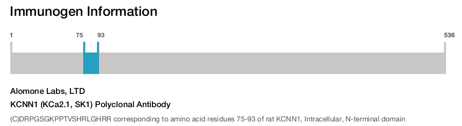 KCNN1 (KCa2.1, SK1) Polyclonal Antibody
