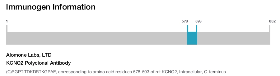 KCNQ2 Polyclonal Antibody