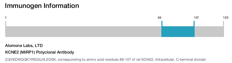 KCNE2 (MiRP1) Polyclonal Antibody