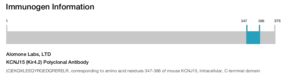 KCNJ15 (Kir4.2) Polyclonal Antibody
