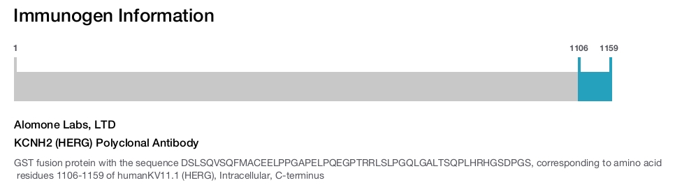 KCNH2 (HERG) Polyclonal Antibody