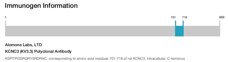 KCNC3 (KV3.3) Polyclonal Antibody