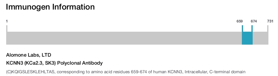 KCNN3 (KCa2.3, SK3) Polyclonal Antibody
