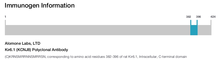 Kir6.1 (KCNJ8) Polyclonal Antibody