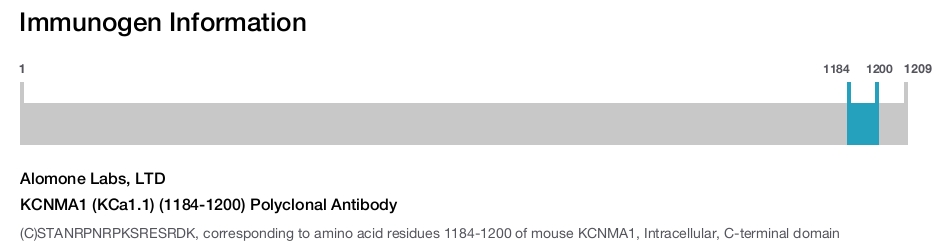 KCNMA1 (KCa1.1) (1184-1200) Polyclonal Antibody