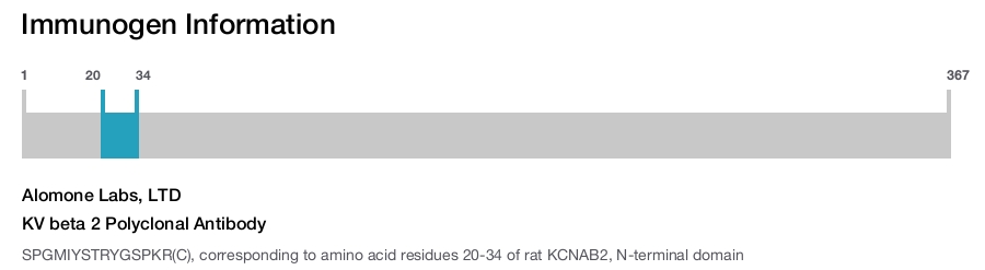 KV beta 2 Polyclonal Antibody
