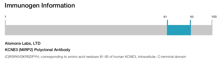 KCNE3 (MiRP2) Polyclonal Antibody