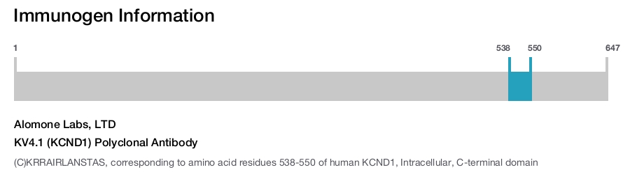 KV4.1 (KCND1) Polyclonal Antibody