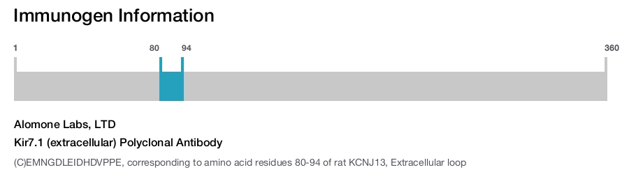 Kir7.1 (extracellular) Polyclonal Antibody