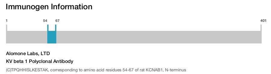 KV beta 1 Polyclonal Antibody