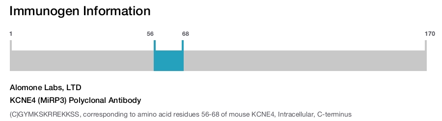 KCNE4 (MiRP3) Polyclonal Antibody