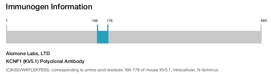 KCNF1 (KV5.1) Polyclonal Antibody