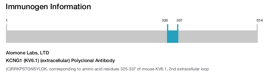 KCNG1 (KV6.1) (extracellular) Polyclonal Antibody