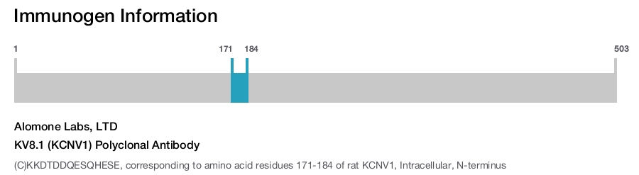 KV8.1 (KCNV1) Polyclonal Antibody
