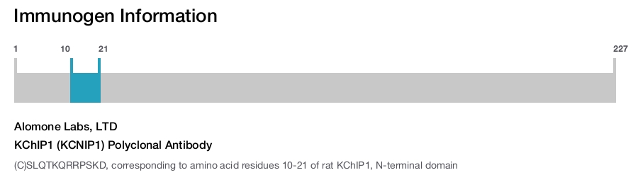 KChIP1 (KCNIP1) Polyclonal Antibody