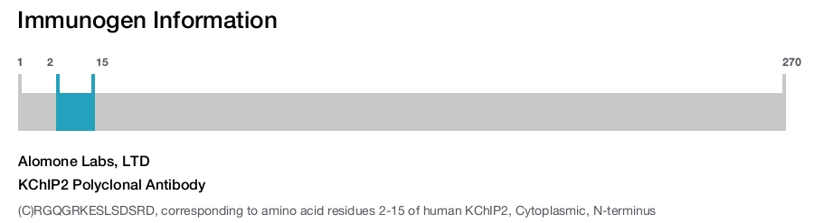 KChIP2 Polyclonal Antibody