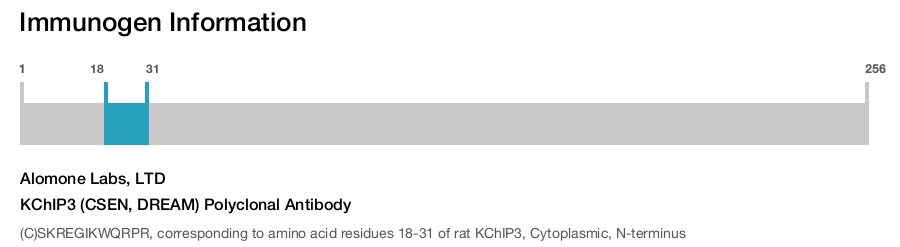 KChIP3 (CSEN, DREAM) Polyclonal Antibody
