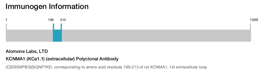 KCNMA1 (KCa1.1) (extracellular) Polyclonal Antibody