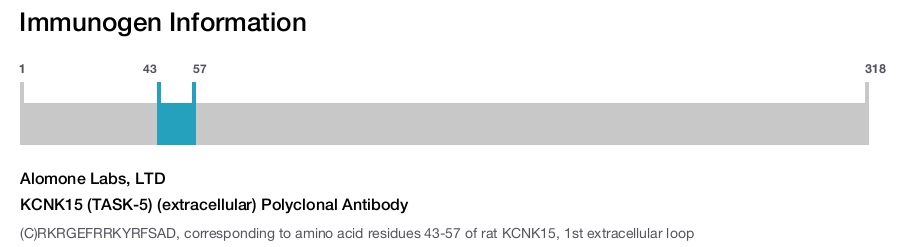 KCNK15 (TASK-5) (extracellular) Polyclonal Antibody