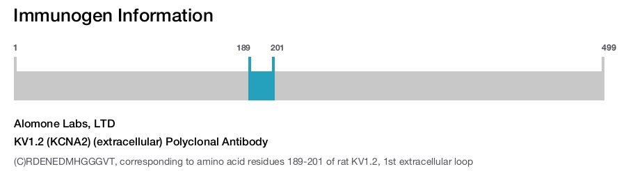 KV1.2 (KCNA2) (extracellular) Polyclonal Antibody