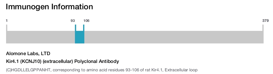 Kir4.1 (KCNJ10) (extracellular) Polyclonal Antibody