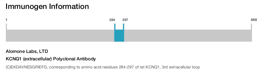 KCNQ1 (extracellular) Polyclonal Antibody