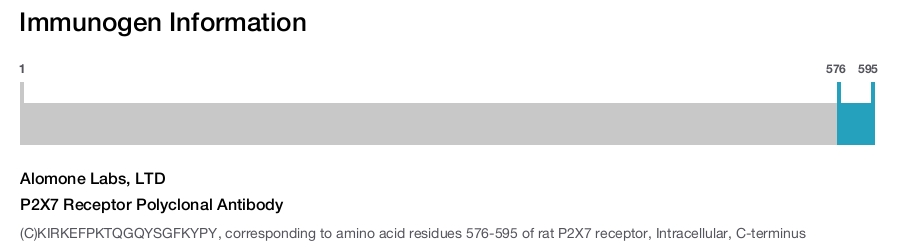 P2X7 Receptor Polyclonal Antibody