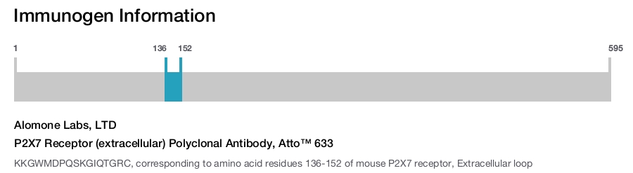 P2X7 Receptor (extracellular) Polyclonal Antibody, Atto™ 633