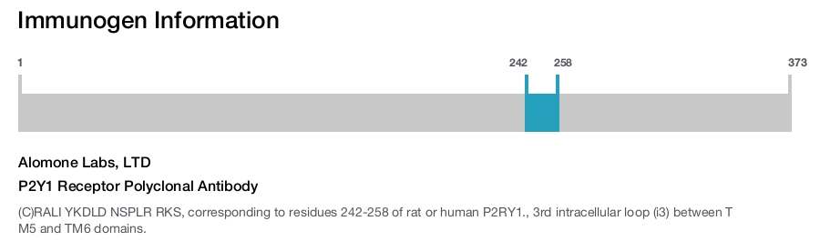 P2Y1 Receptor Polyclonal Antibody